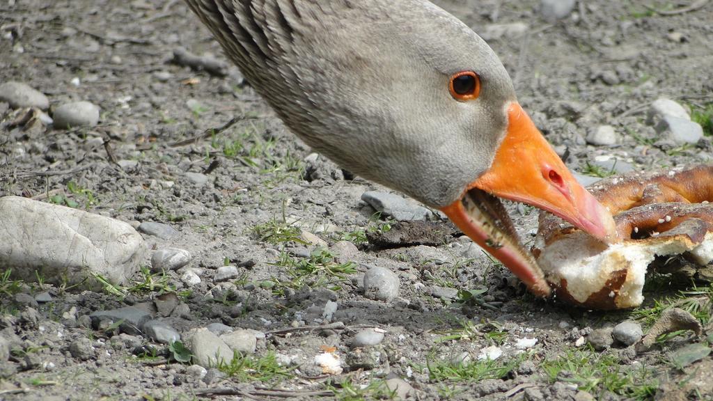 Zaisslhausl Hof Ferienwohnungen Übersee Exteriör bild